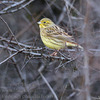 emberiza_citrinella_ba0091