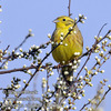 emberiza_citrinella_fb6316