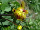 Dahlia Red Pygmy (2009, June 04)