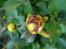 Dahlia Red Pygmy (2009, June 05)