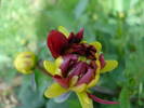 Dahlia Red Pygmy (2009, June 07)