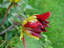 Dahlia Red Pygmy (2009, June 07)