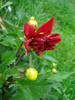 Dahlia Red Pygmy (2009, June 08)