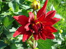 Dahlia Red Pygmy (2009, June 09)