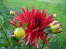 Dahlia Red Pygmy (2009, June 14)