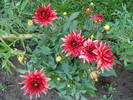 Dahlia Red Pygmy (2009, June 21)