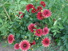 Dahlia Red Pygmy (2009, July 10)