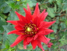 Dahlia Red Pygmy (2009, September 11)