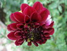 Dahlia Tam Tam (2009, August 06)