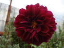 Dahlia Tam Tam (2009, August 06)