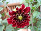 Dahlia Tam Tam (2009, August 20)