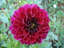 Dahlia Tam Tam (2009, August 21)