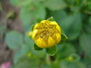 Dahlia Topmix Yellow (2009, June 07)