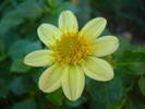 Dahlia Topmix Yellow (2009, August 11)