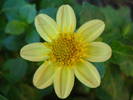 Dahlia Topmix Yellow (2009, August 11)