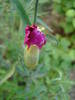 Dianthus Chabaud (2009, August 04)