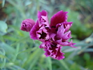 Dianthus Chabaud (2009, August 11)