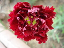 Dianthus Chabaud (2009, August 20)