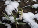 Snowdrops (2010, March 17)