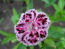 Dianthus_China Pinks (2009, June 23)