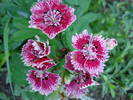 Dianthus_China Pinks (2009, June 25)