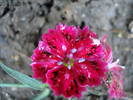 Dianthus_China Pinks (2009, June 25)