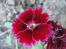 Dianthus chinensis (2009, July 08)