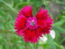 Dianthus chinensis (2009, July 09)