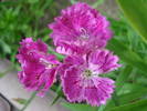 Dianthus chinensis (2009, July 09)