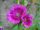 Dianthus chinensis (2009, July 09)