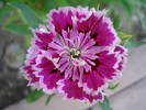 Dianthus chinensis (2009, July 09)