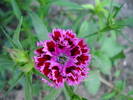 Dianthus chinensis (2009, July 09)