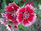 Dianthus chinensis (2009, August 04)