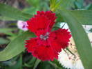 Dianthus chinensis (2009, August 04)