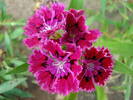 Dianthus chinensis (2009, August 04)