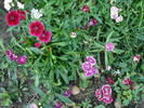 Dianthus chinensis (2009, August 11)