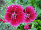 Dianthus chinensis (2009, August 11)