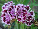 Dianthus chinensis (2009, August 14)