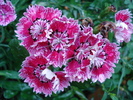 Dianthus chinensis (2009, August 31)