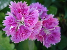 Dianthus chinensis (2009, September 04)