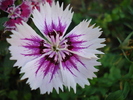 Dianthus chinensis (2009, September 04)