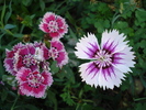 Dianthus chinensis (2009, September 04)