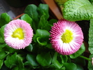 Bellis perennis (2010, March 17)