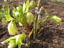 Helleborus Orientalis 17 mart 2010