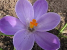 Crocusi 17 mart 2010 (8)