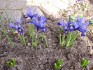 Iris Reticulata 17 mart 2010 (1)