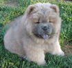 chow_chow_01_puppies_for_sale