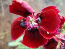 Maiden Pinks (2009, June 13)