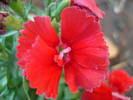 Dianthus deltoides (2009, June 14)