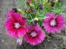 Dianthus deltoides (2009, June 18)